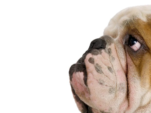 Face Funny Dog Wallpaper.