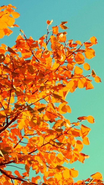 Fall Tree Art iphone photos.