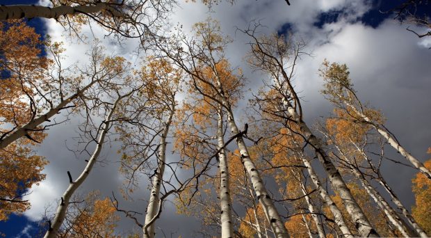 Fall birch trees wallpaper 1920x1080.