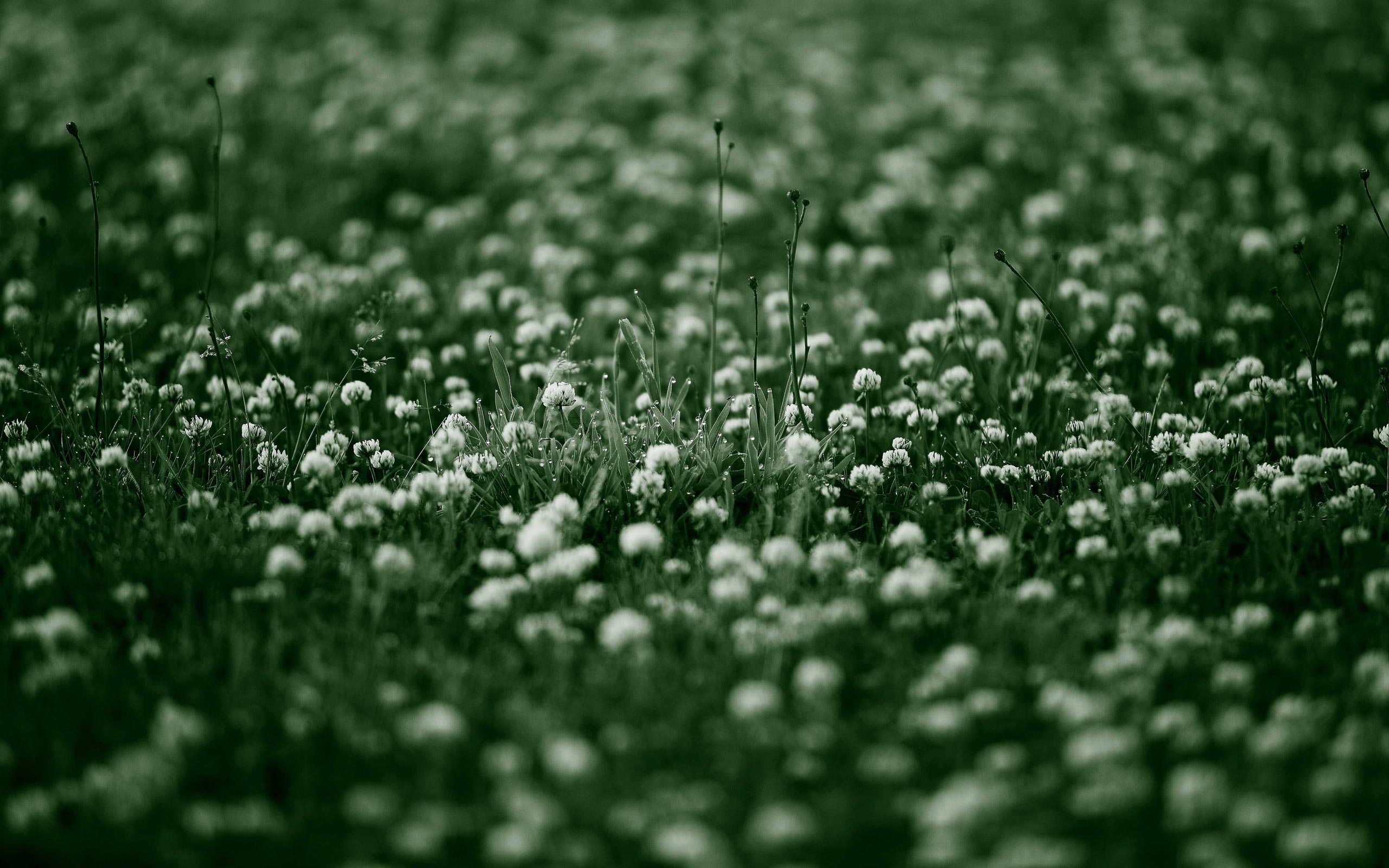 tumblr backgrounds flowers black and white