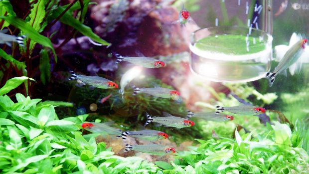 Fish Aquarium Plants Underwater Animals Wallpaper.