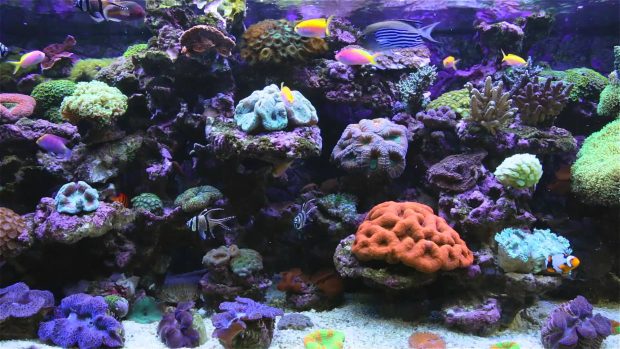 Fish Tank Aquarium Desktop Background.