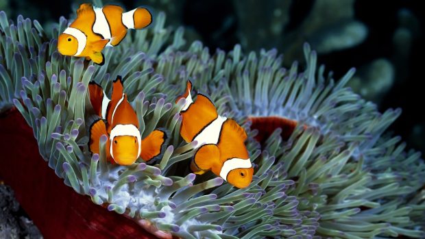 Fish coral wallpaper tropical orange three hd.