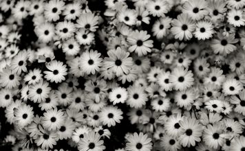 Flower Backgrounds HD Tumblr.