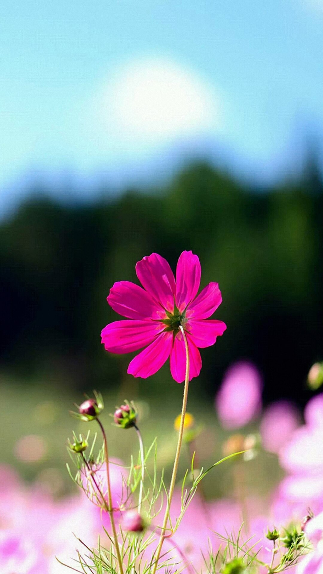 Hd Wallpapers Love 1080p Download For Mobile Nature - Flower Iphone ...