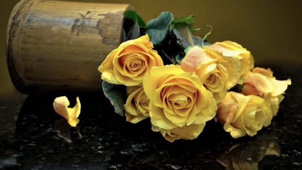 Flowers wallpaper best rose yellow cute.