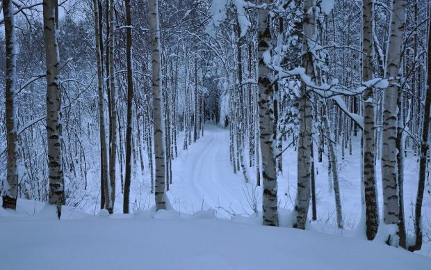 Forest birch tree winter snow path images.