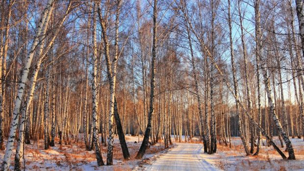 Forest road snow winter birch tree photos.