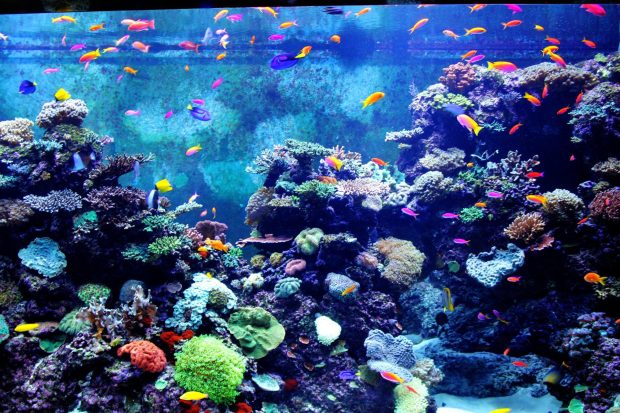 Corals Aquarium Wallpaper Download.