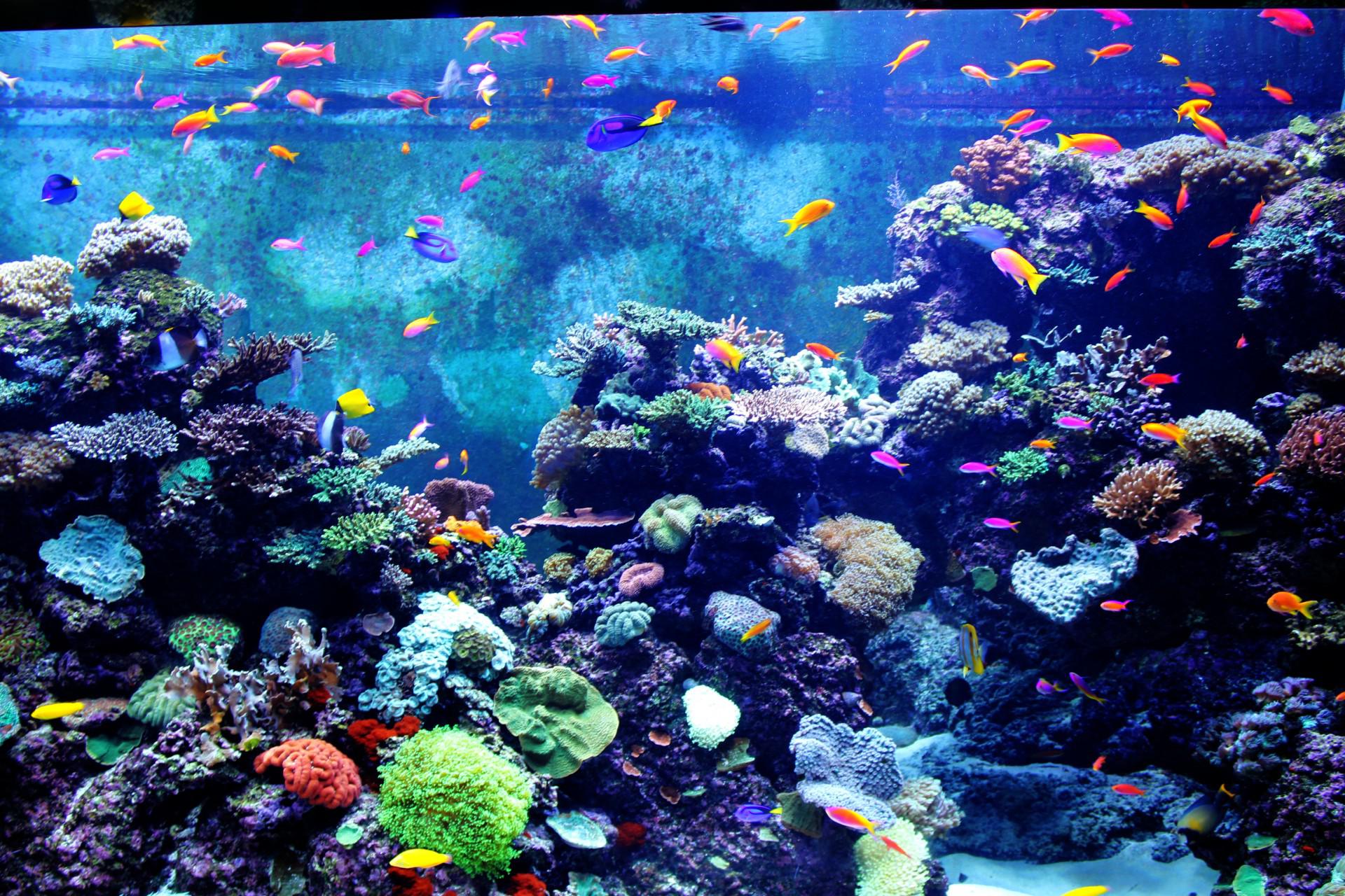 Free Aquarium Wallpaper Download