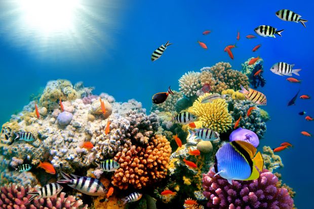 Free Coral Backgrounds Download.