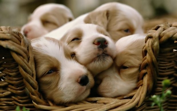 Free Cute Puppy Background Download.