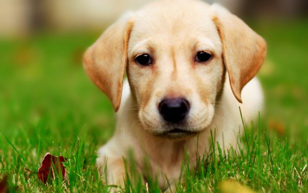 Free Cute Puppy Image Download.