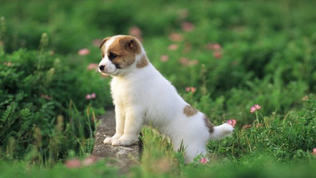 Free Cute Puppy Wallpaper.