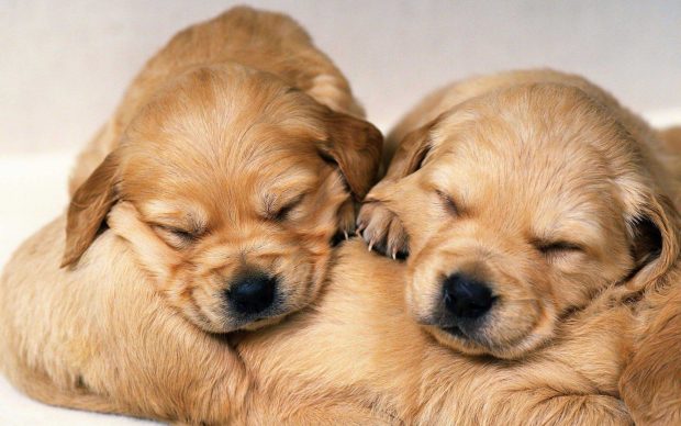 Free Cute Puppy Wallpaper Download.