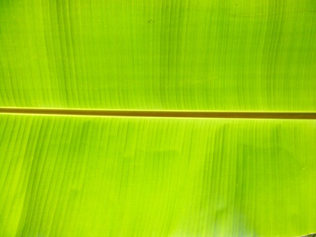 Free Desktop Banana leaf Backgrounds.