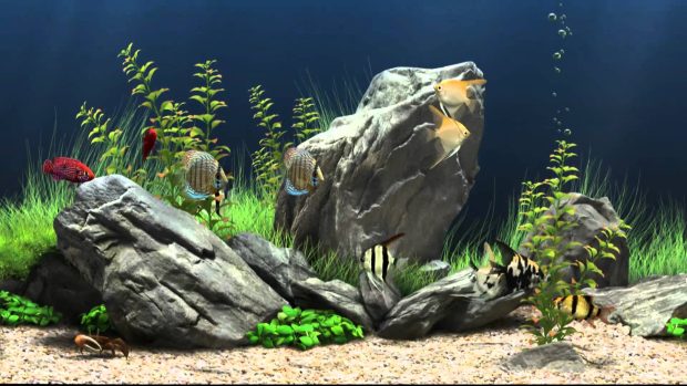 Free Download Aquarium Wallpaper.