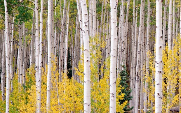 Free Download Birch Images.