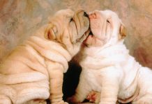 Free Download Cute Puppy Background.