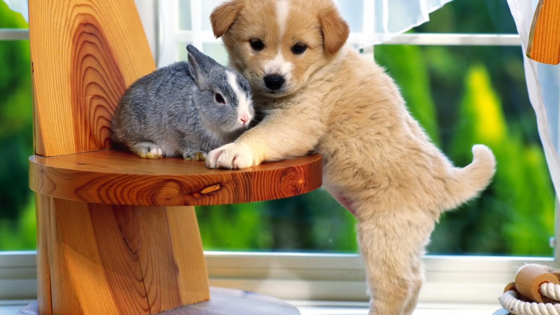 Cute Puppy Backgrounds Download Free | PixelsTalk.Net
