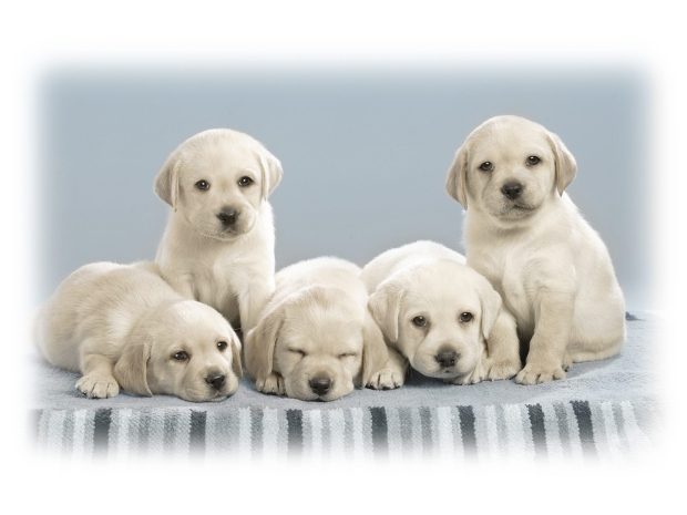 Free Download Cute Puppy Wallpaper.