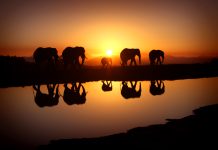 Free Download Elephant Photos.