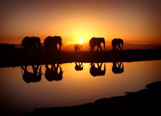 Free Download Elephant Photos.