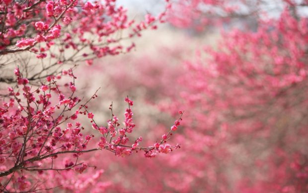 Free Download Pink Flowers Background.