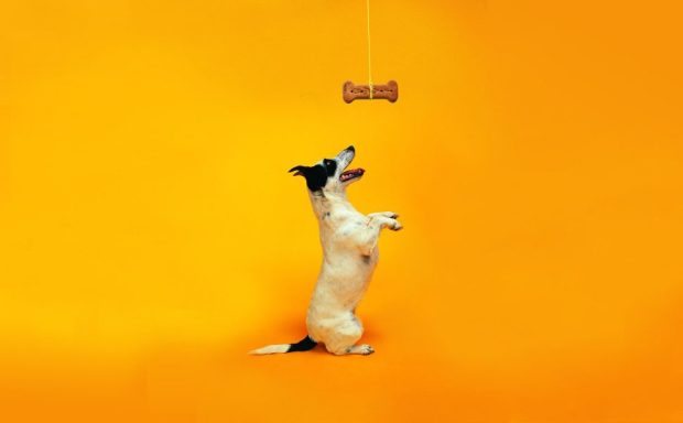 Free Funny Dog Wallpaper Download.