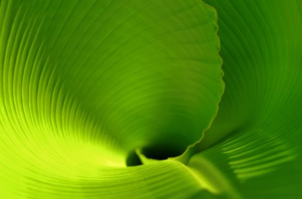 Free HD Banana Leaf Images.