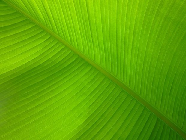 Free HD Banana Leaf Pictures Download.