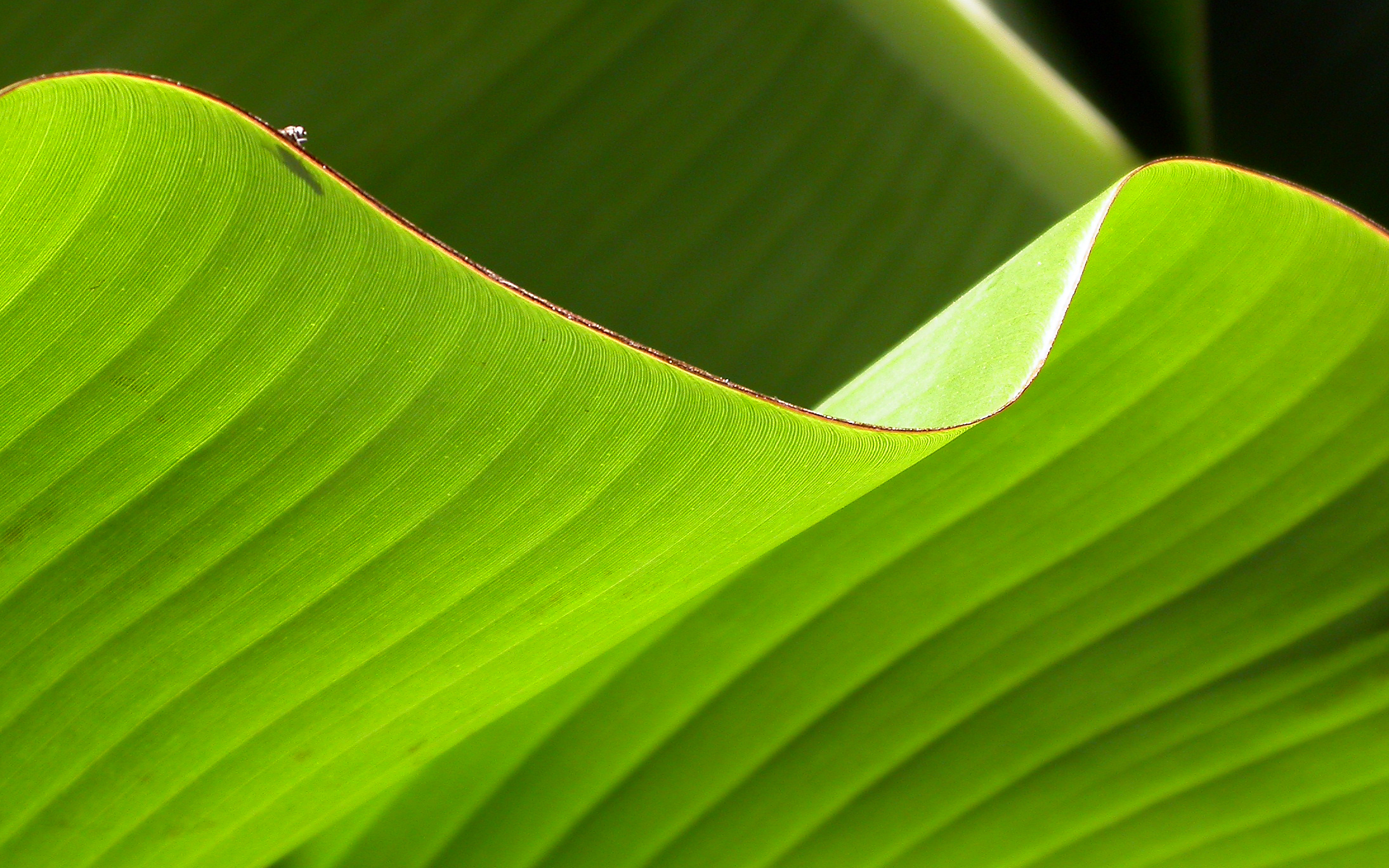 Banana Leaf Wallpapers HD | PixelsTalk.Net