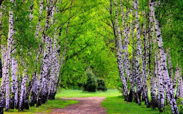Free HD Birch Tree Pictures.