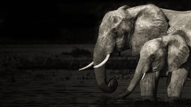 Free HD Desktop Elephant Images.