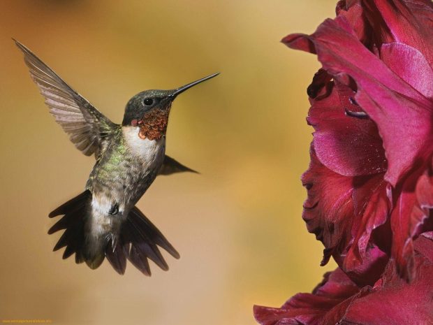 Free Hummingbird Wallpaper.