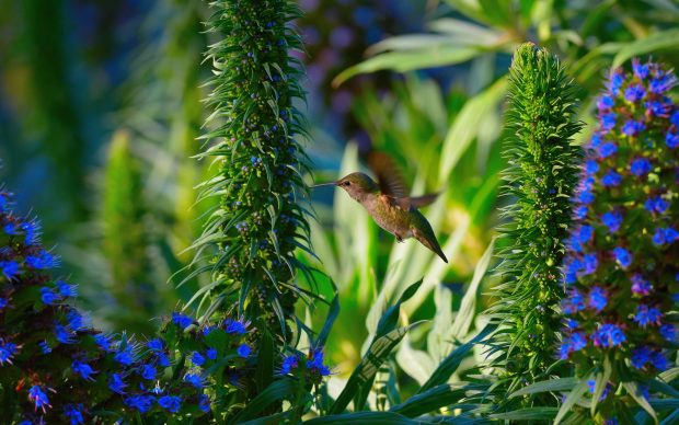 Free Hummingbird Wallpaper Download.