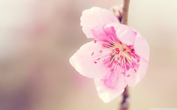 Free Pink Flowers Background Download.