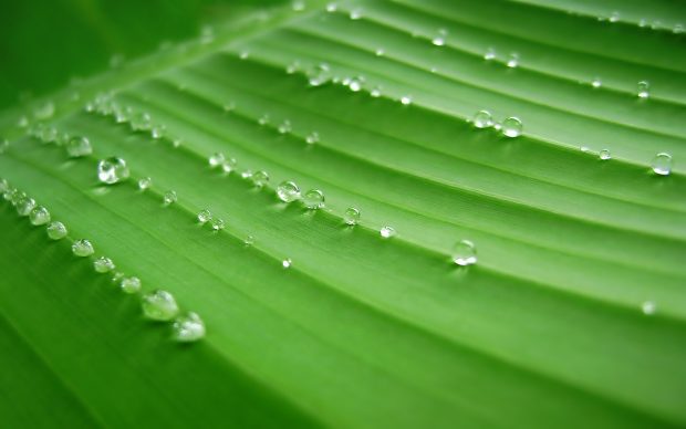 Free banana leaf wallpaper.