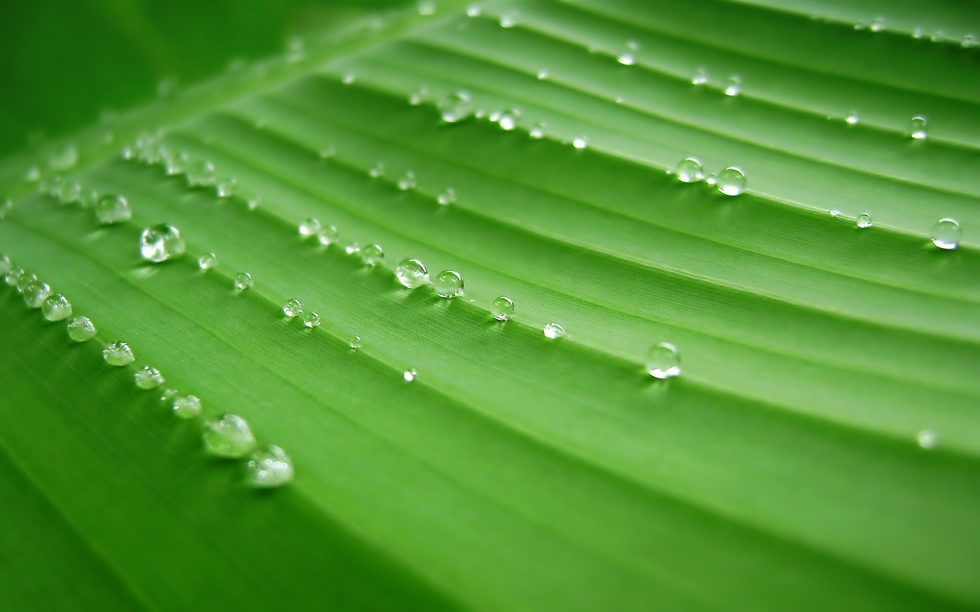 Banana Leaf Backgrounds - PixelsTalk.Net