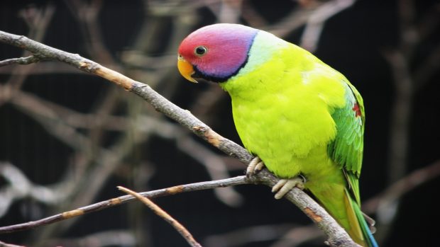Free download lovely hd of parakeet bird best desktop images widescreen.