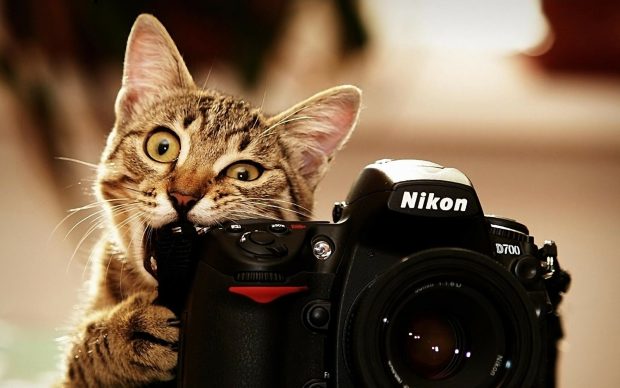 Free hd cat wallpapers best photography download.