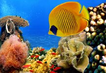 Photo of a coral colony