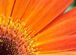 Free orange flowers wallpaper hd.