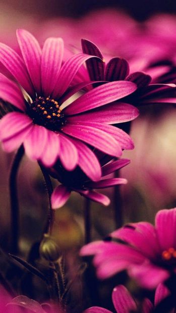 Free pink flower wallpaper for iphone.