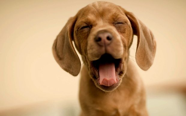 Funny Dog Wallpaper Free Download.