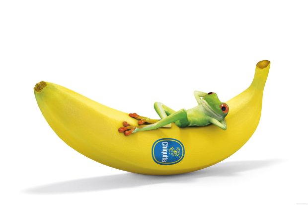 Funny Frog Sleep In Banana Cartoon 3D Background.