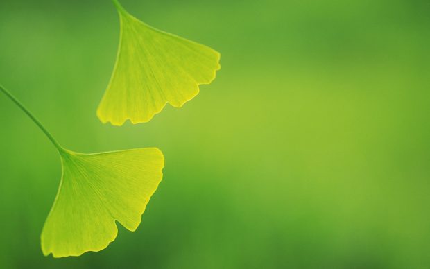 Ginkgo Wallpapers HD Desktop Backgrounds.