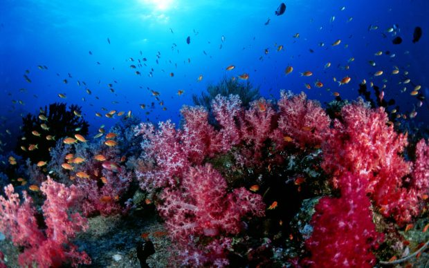 Gorgeous ocean corals fish photos.