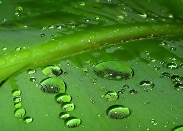 Green Banana Leaf Backgrounds.