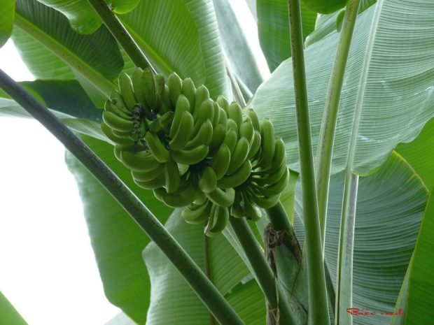 Green Banana Leaf Images Download.